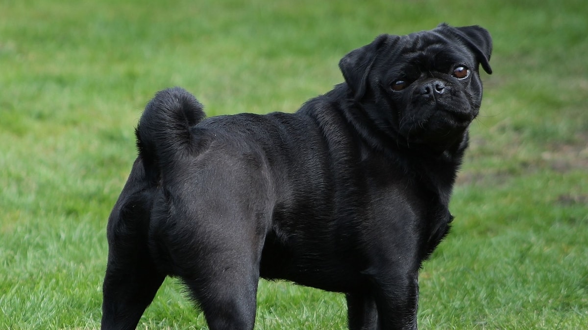 How Much Are Black Pugs