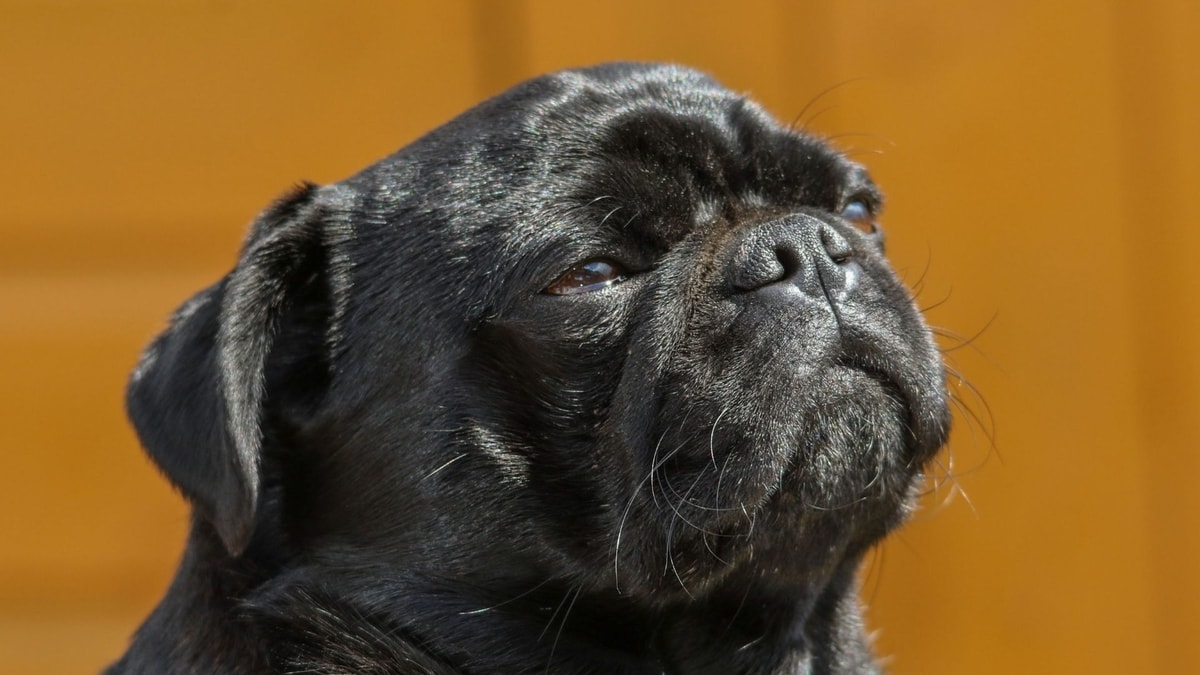 Why Were Pugs Bred With Short Snouts Discover The Truth