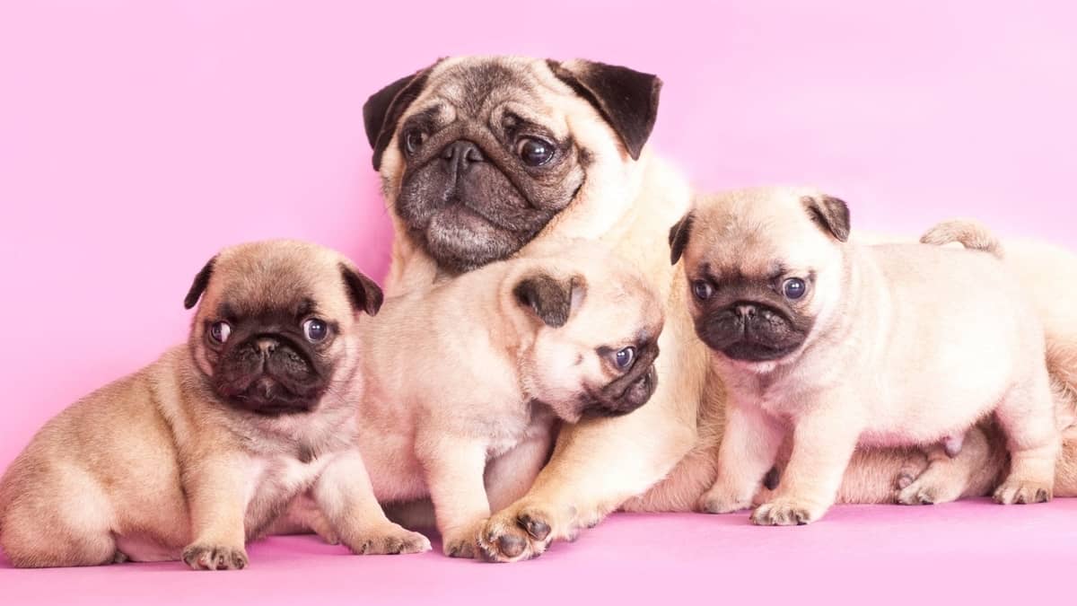 How Many Puppies Do Pugs Have