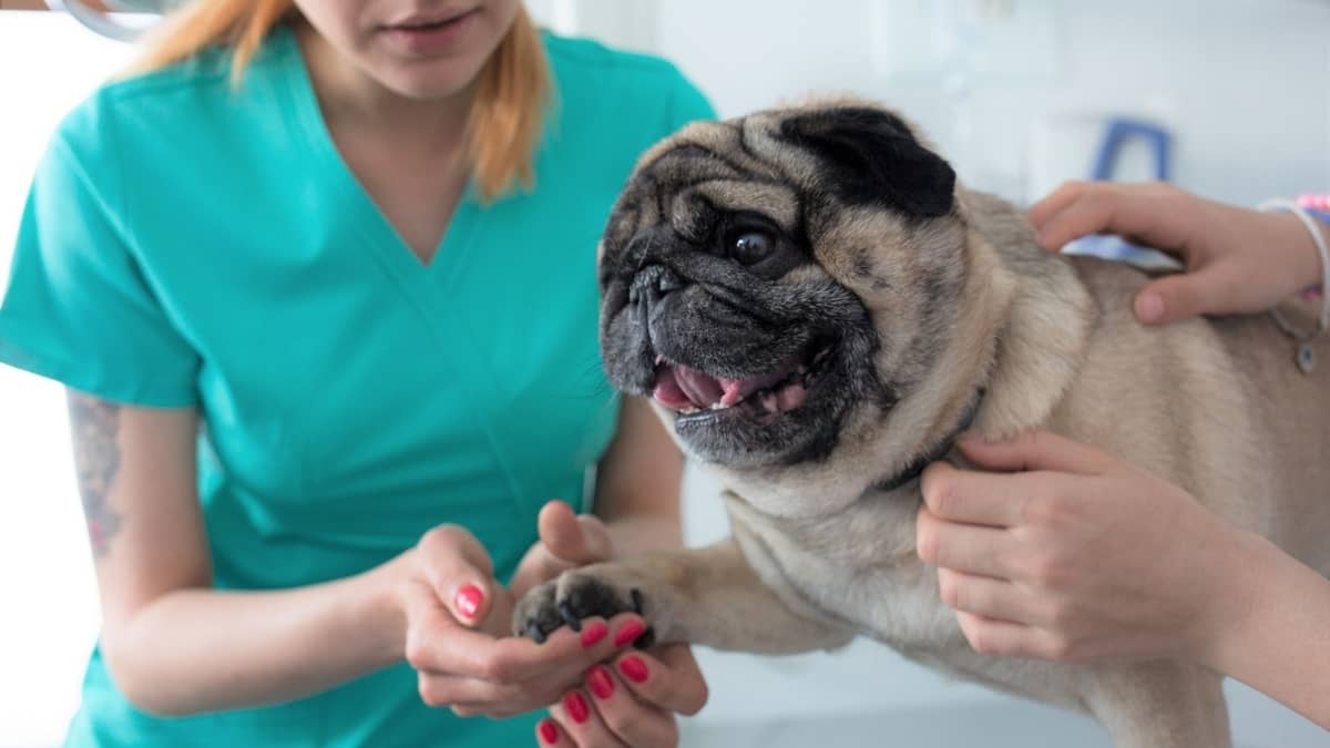 How To Cut Pug Nails Without A Fuss