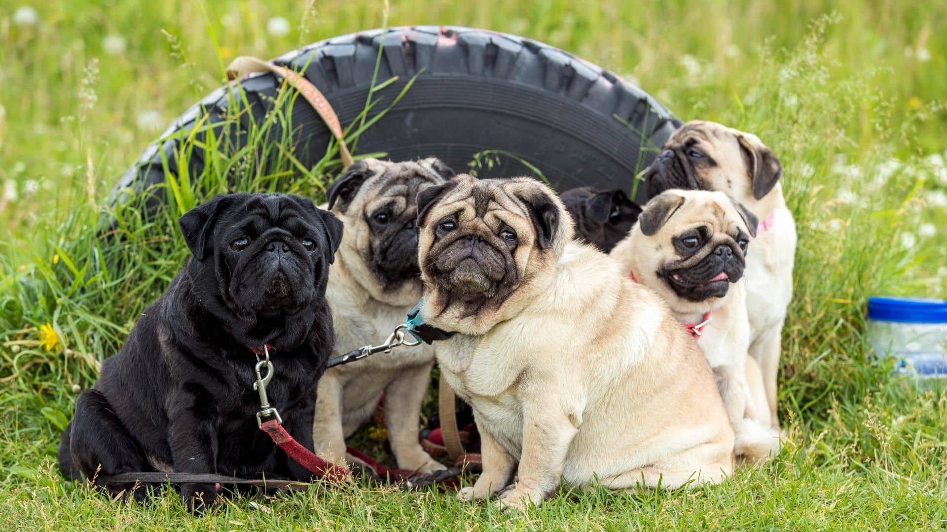 The Average Life Span Of Pugs
