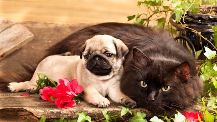  pug and cats