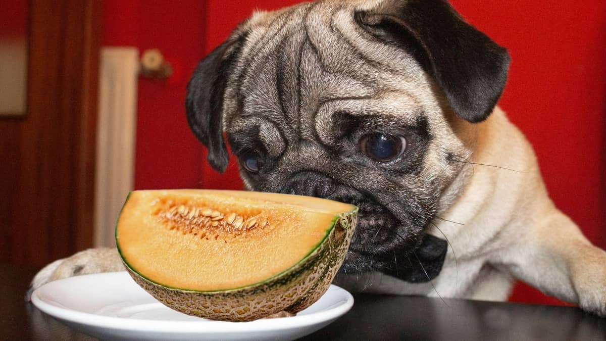 Can Dogs Have Cantalope Rind and Be Safe