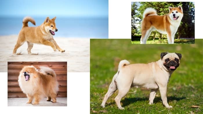  curly tailed dogs