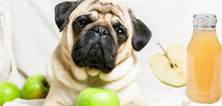 Is Apple Juice Bad For Dogs