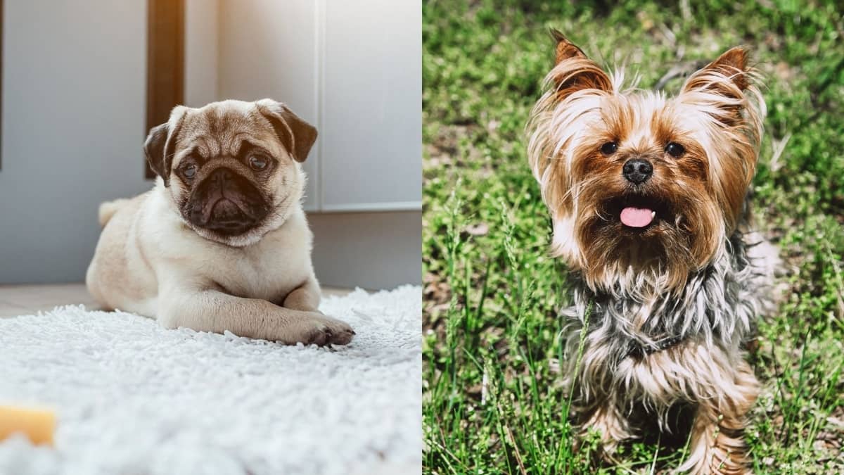 What Happens When You Mix A Yorkie With A Pug