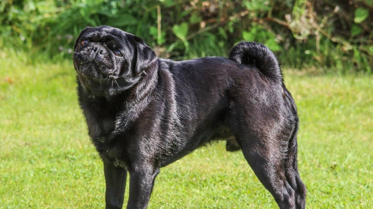 Black Pug Full-Grown Its Life Stages and Characteristics