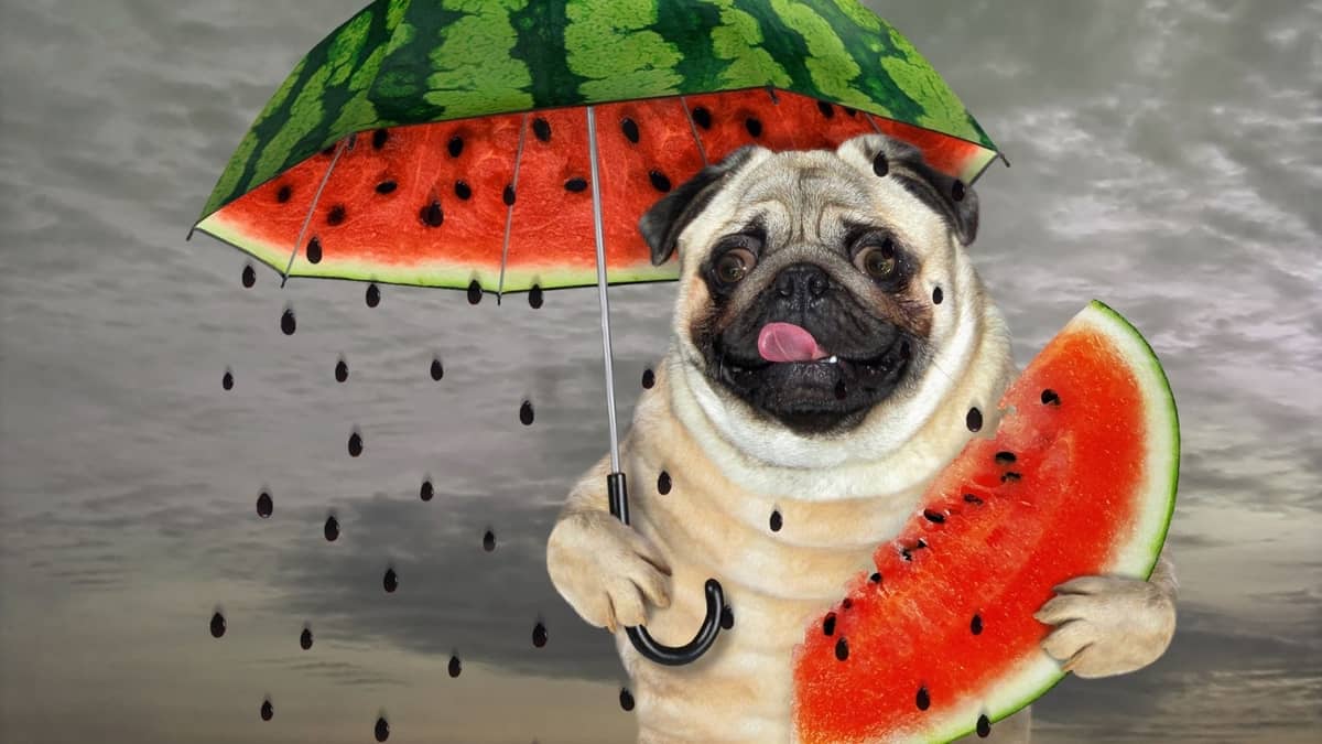 Is Watermelon Poisonous To Dogs