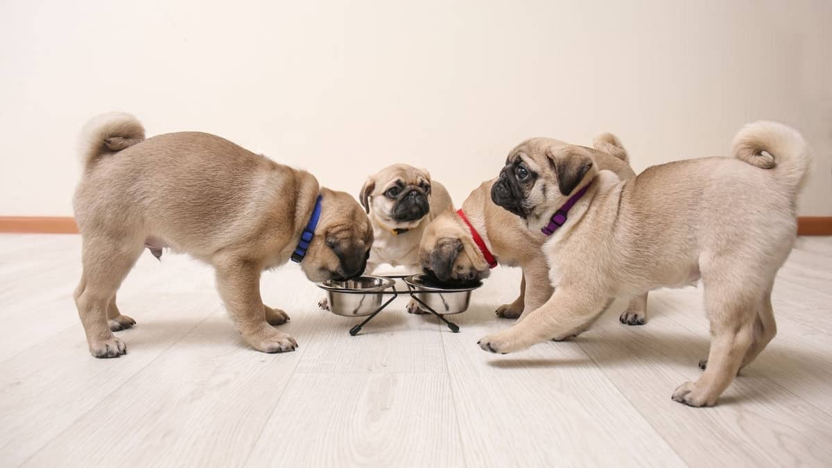 List Of The 5 Best Dry Dog Food For Pugs