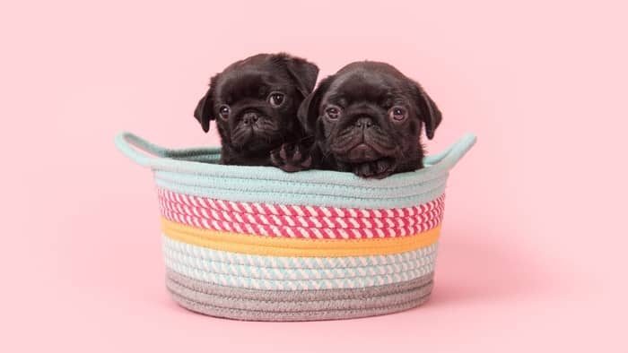 Two black pug puppies