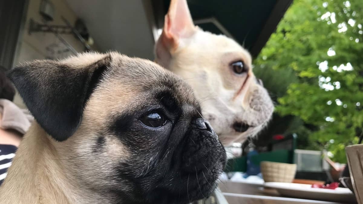 8 Dogs That Look Like A Pug