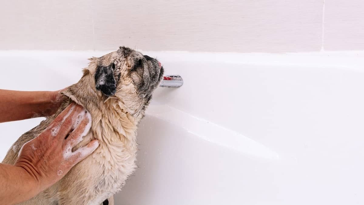 8 Of The Best Shampoos For Pug Puppies and Dogs