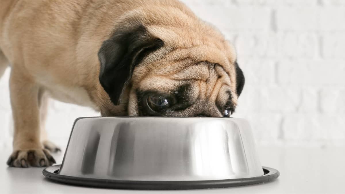 The Best Food Bowl For Pugs Regular Bowls Vs Slow-Feeders