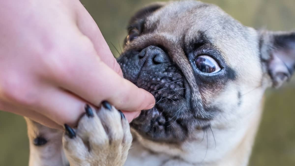 The Best Treats For Pug Puppies The Most Wholesome Snacks For Your Most Beloved Friend