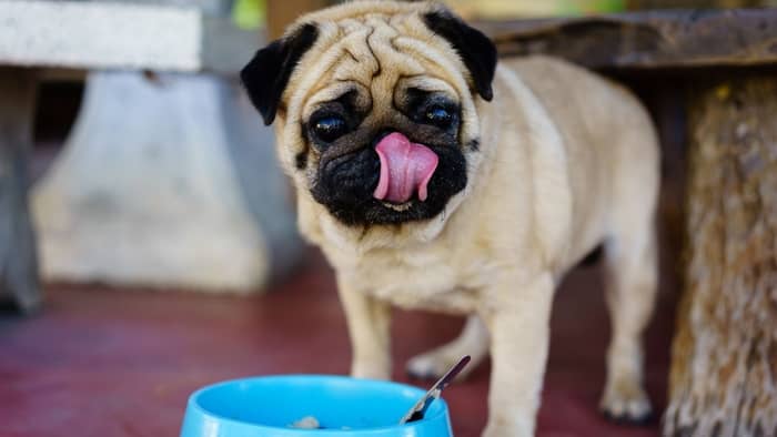 What Should I Feed A Pug Puppy