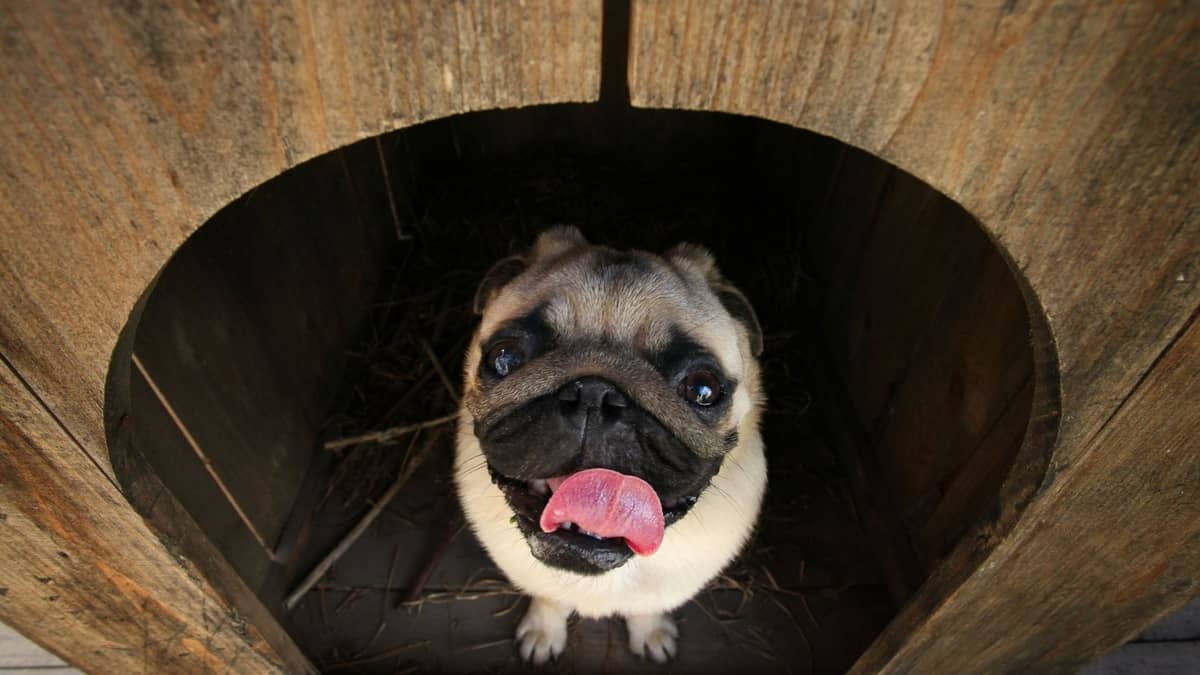 Can Pugs Live Outside