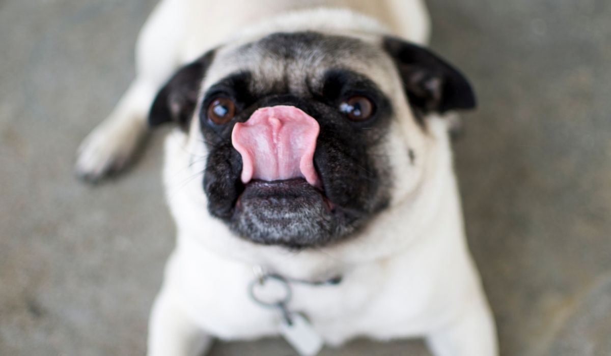 How To Know If Your Pug Needs Nose Surgery