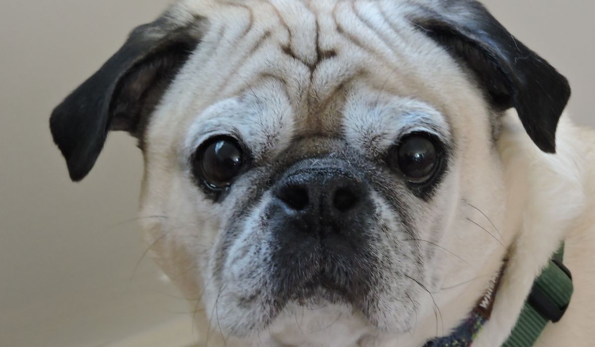 Older Pug and Health Problems’ Symptoms How Senior Pugs Are Affected By The “Golden Age”.