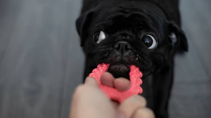 when do pugs stop biting