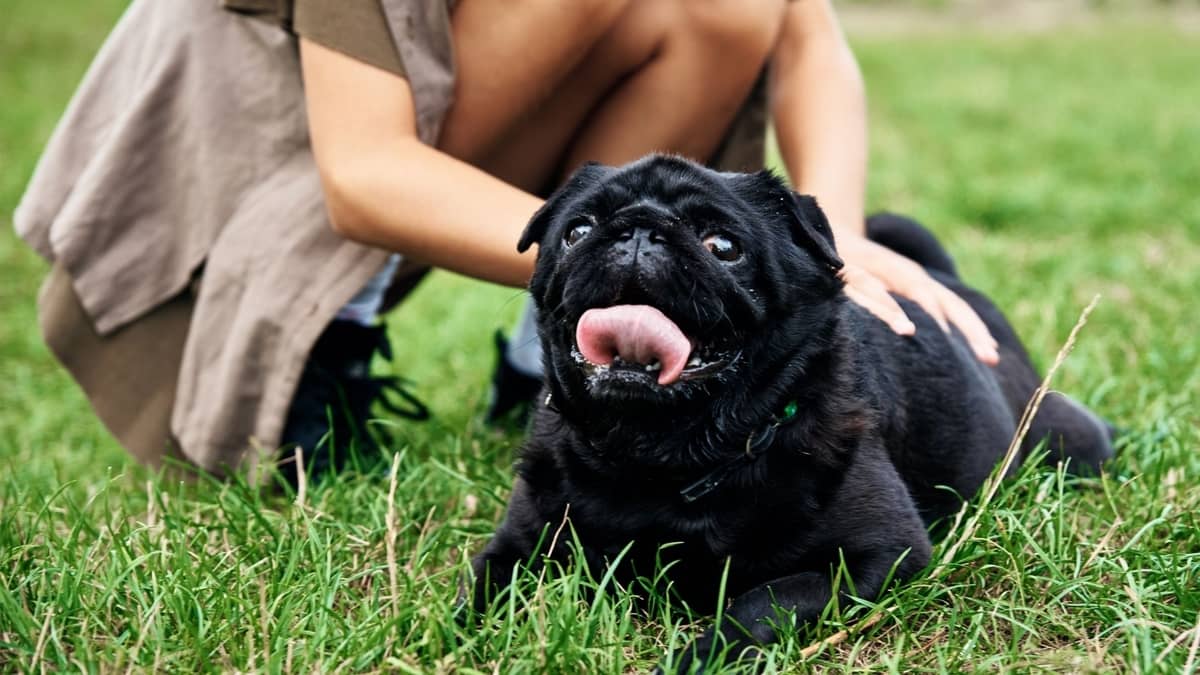Are Pugs Prone To Seizures