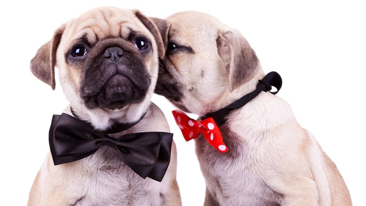 Can Pugs Mate Naturally Good Tips For A Future Breeder