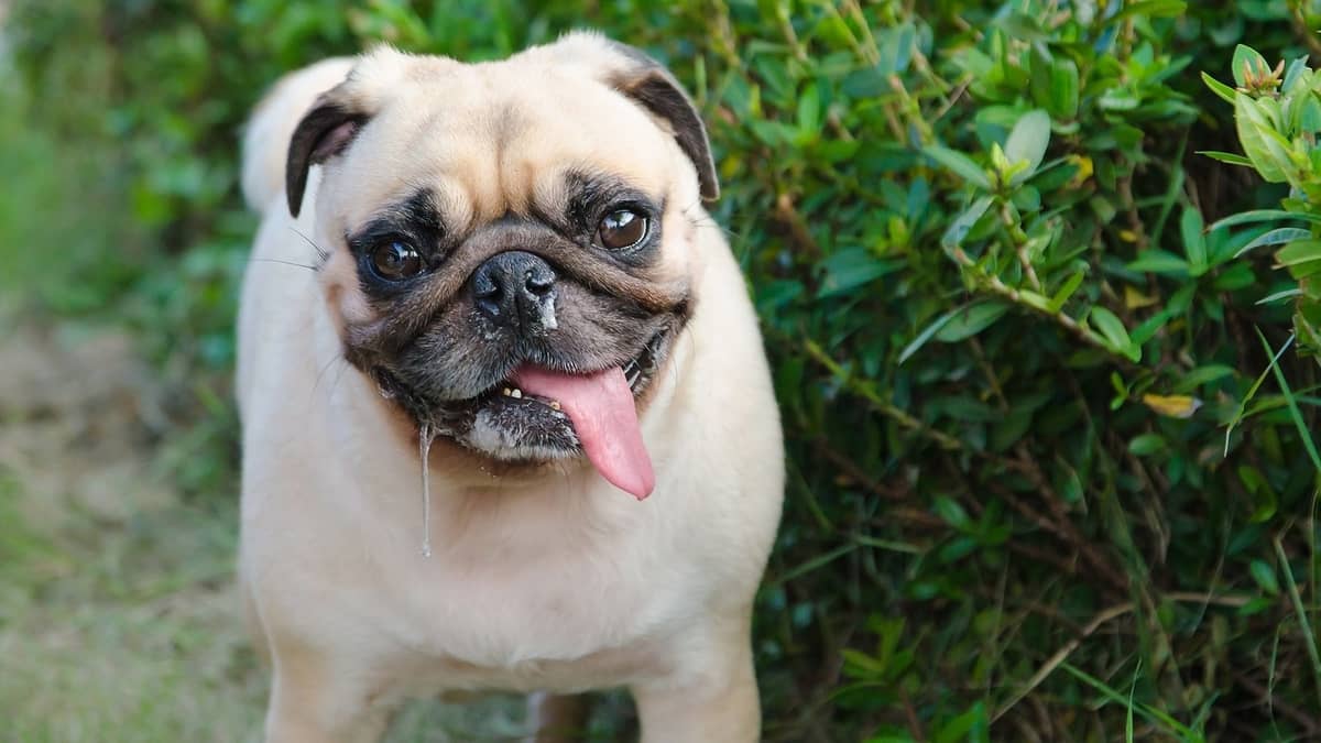 Do Pugs Slobber 8 Reasons Why Canines Do That