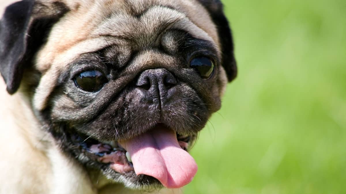 Do Pugs Sweat A Pug’s Cooldown Process And The Consequences If It Can’t Do So