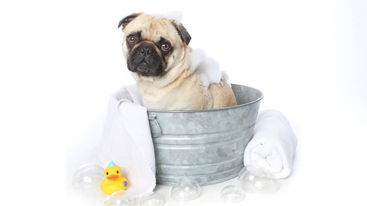 How Often To Bathe A Pug An Easy 5-Step Guide To The Best Wrinkle-Faced Hygiene