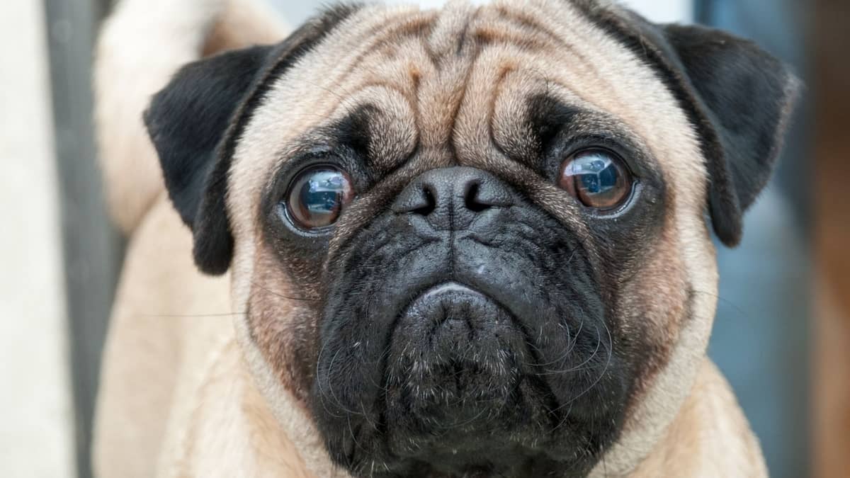 Pug Coat Types The Most Popular Shades Of Wrinkle-Faced Pals