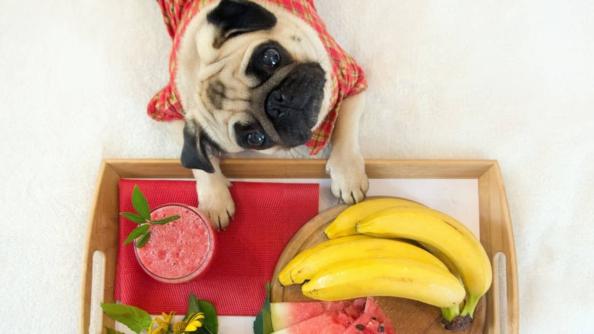 What Human Food Can Pugs Eat? A List Of The Safest Products For A Furry Gourmand