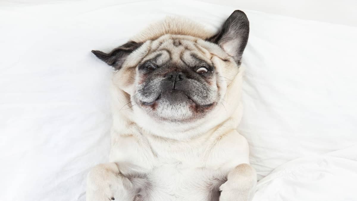 Why Do Pugs Have Wrinkles Learn About Their Origin and 5 Essential Cleaning Steps