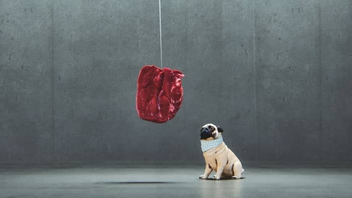 can pugs eat raw meat