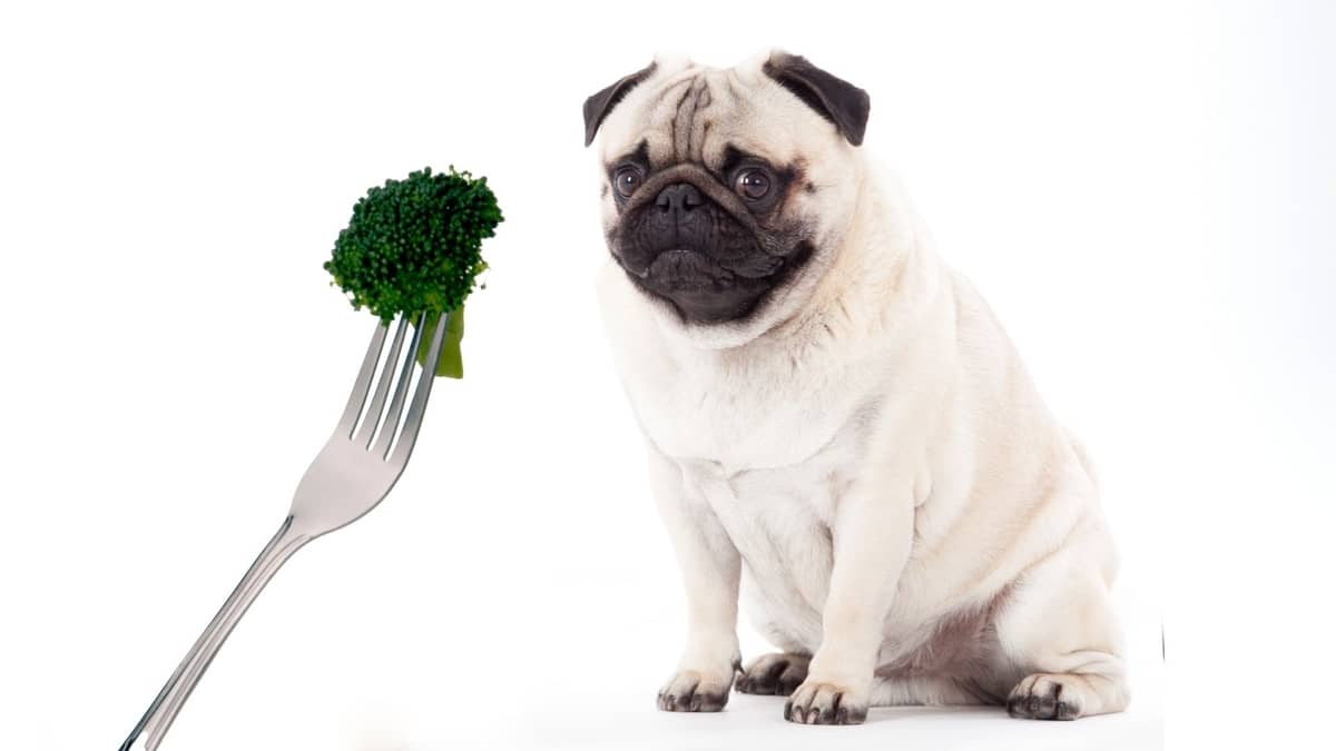 Can Dogs Eat Broccoli Stems Find Out Interesting Facts About Broccoli and 4 Best Ways To Prepare It.