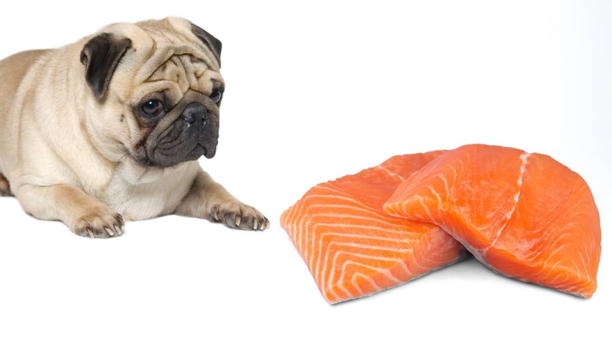 Can Pugs Eat Salmon - The Epic Fish-Eating Dog