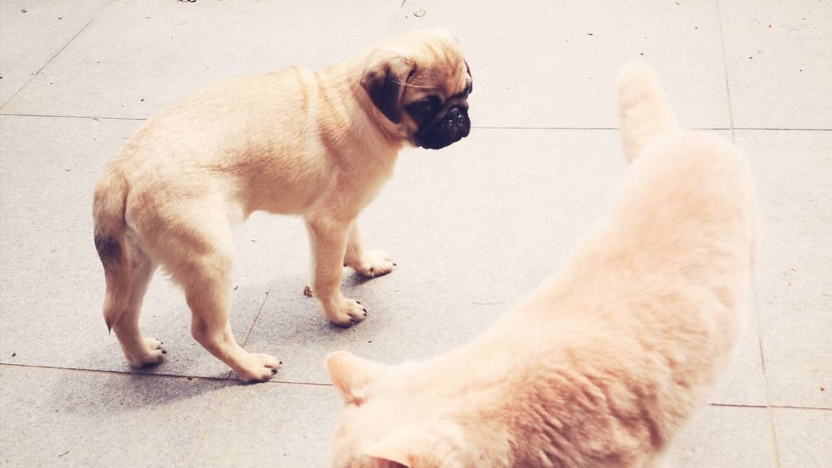 Pugs Afraid Of Kitten - How Can You Deal With This Odd Situation