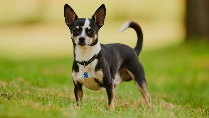 Are Chihuahuas prone to leg problems?