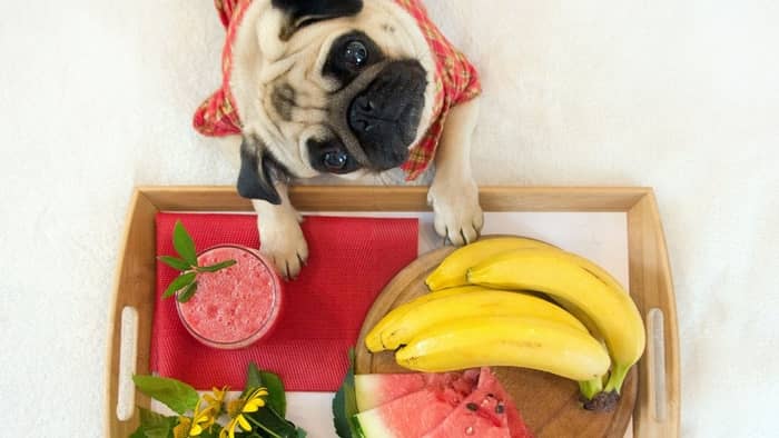 Can Dogs Eat All Fruits