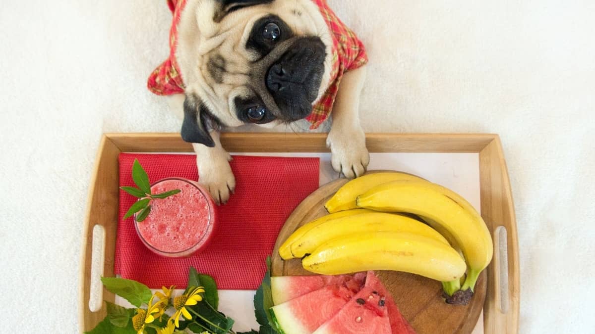 Can Dogs Eat Dates Safely