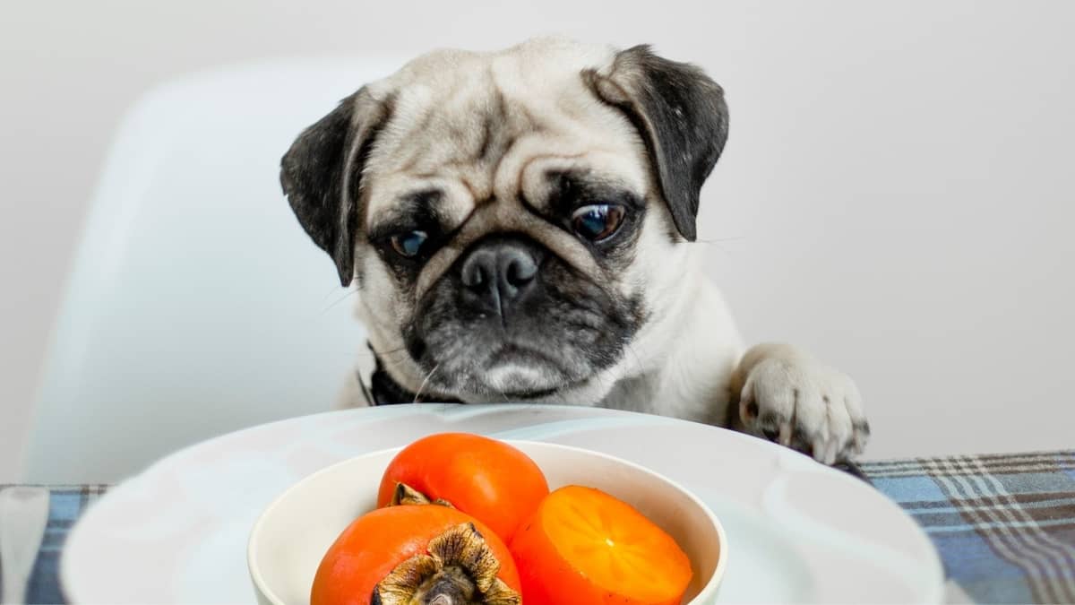 Can Dogs Eat Persimmon Fruit