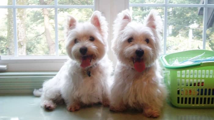 There are dogs with hair, like the Westie, that keep their shedding to a minimum and they fit well into closed spaces.