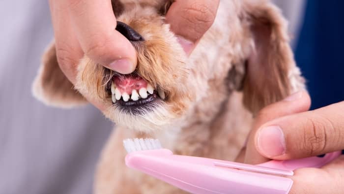  how to remove tartar from dog teeth