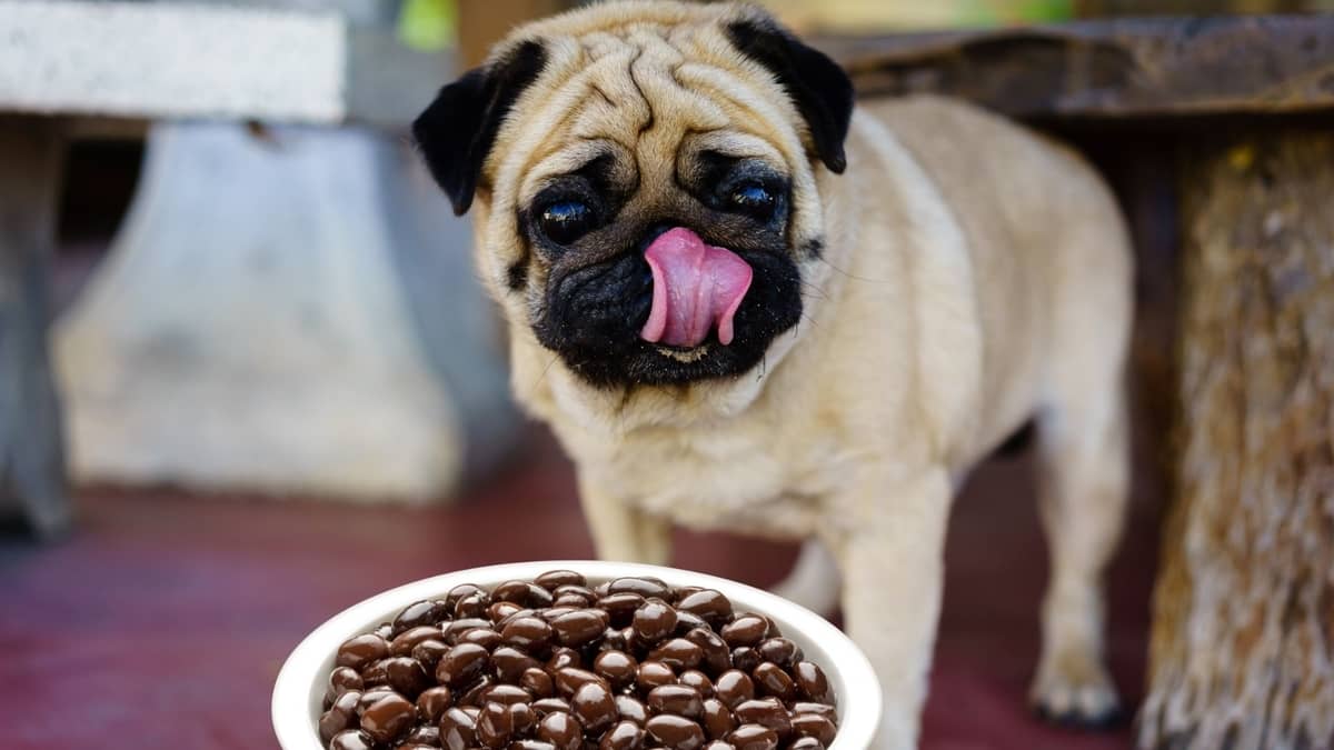 Are Black Beans Safe For Dogs
